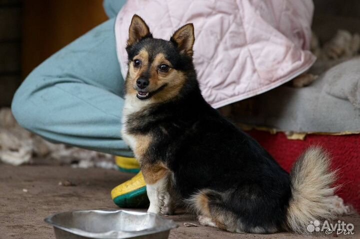 Отдаю маленькую собачку Пушу в дар