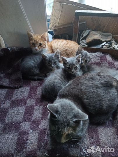 Котята в добрые руки бесплатно