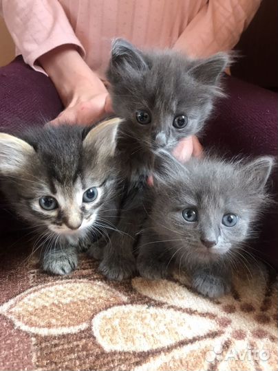 Кошки в добрые руки