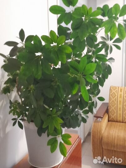 Цветок шефлера взрослое растение