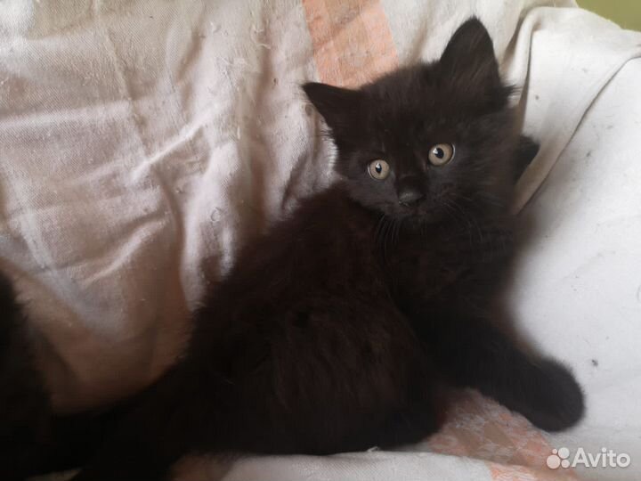 Котята в добрые руки бесплатно