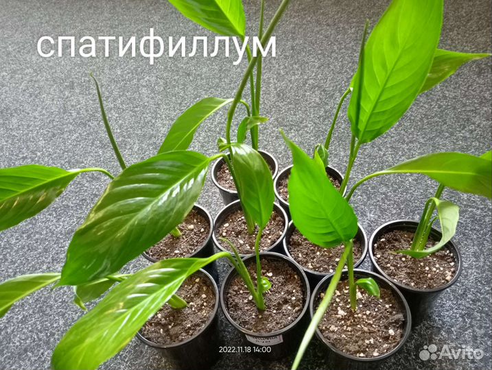 Комнатные растения