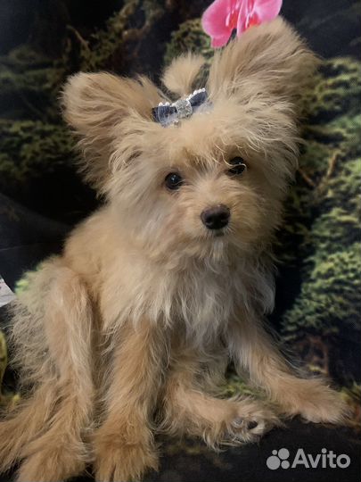 Помапу / Мальтипу