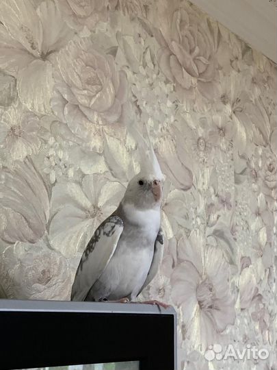 Ручной попугай корелла с клеткой