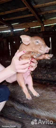 Поросята дюрок