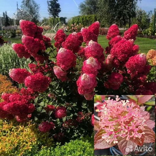 Самарская Лидия, гортензия метельчатая