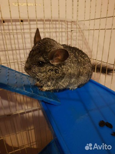 Шиншилла с клеткой
