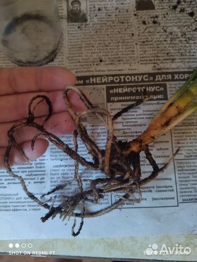 Аглаонема Трейба