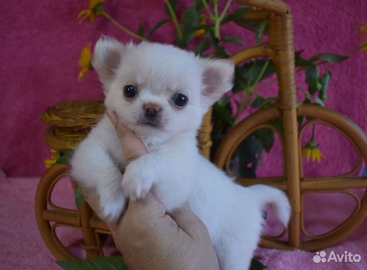 Самые - самые