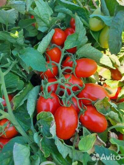 Помидоры оптом