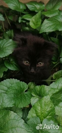 Вислоухий кот