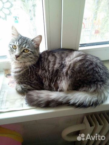 Котик, 8 мнсяцев