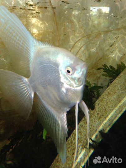 Аквариумные рыбки