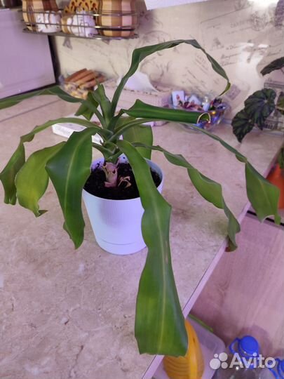 Пальма драцена