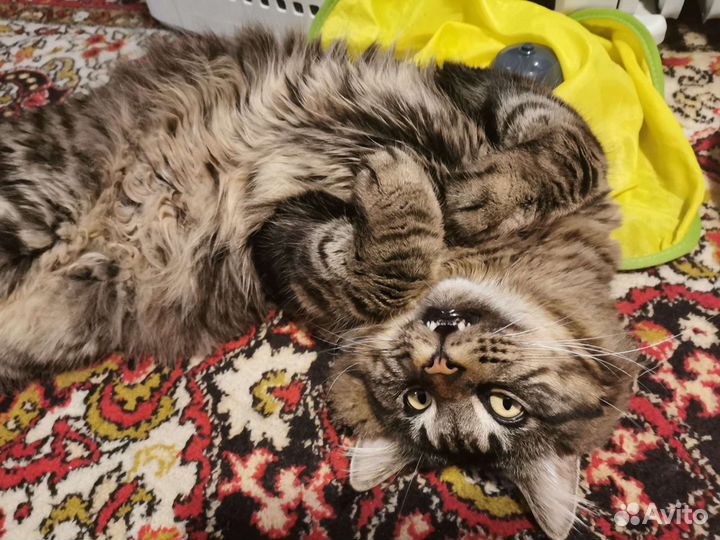 Мейнкун на вязку