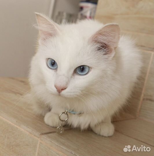Голубоглазая кошка