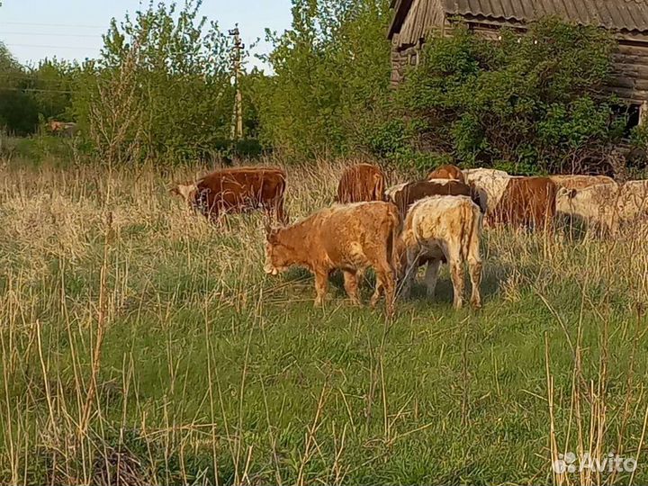 Бычки на продажу