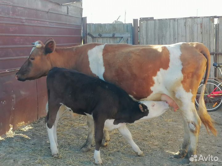 Корова дойная с теленком