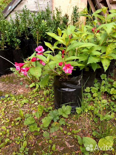 Вейгела, дейция, форзиция, жимолость