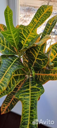 Кротон экселент