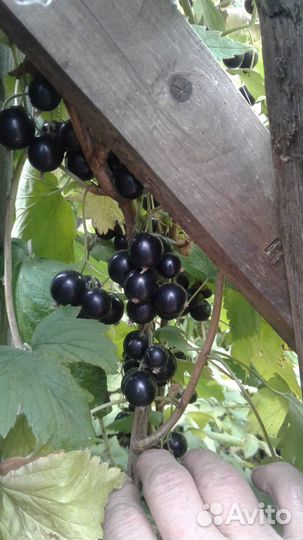 Черная смородина,желтая малина,орех фундук