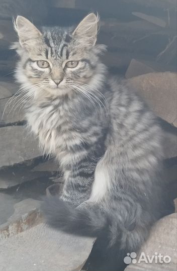 Котята в добрые руки бесплатно