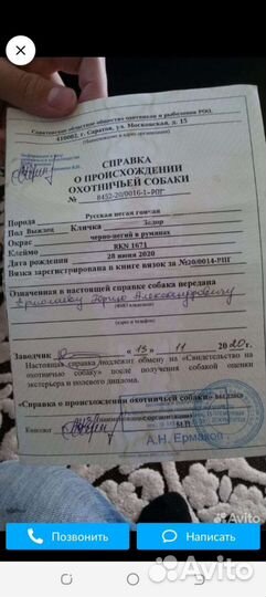 Русская пегая гончая