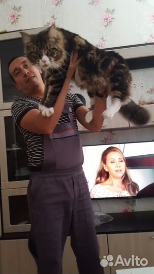 Котята мейн-кун в добрые руки