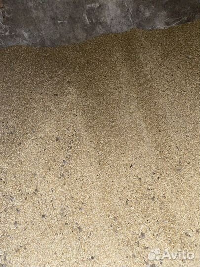 Зерно пшеница ячмень