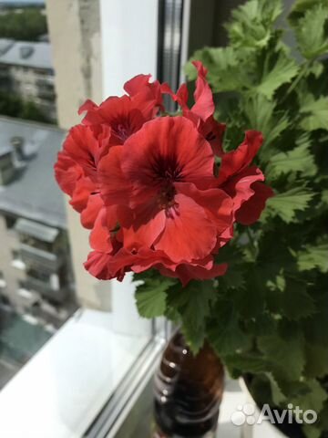 Комнатные цветы