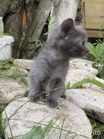 Котята ищут дом