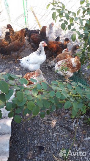 Цыплята брама