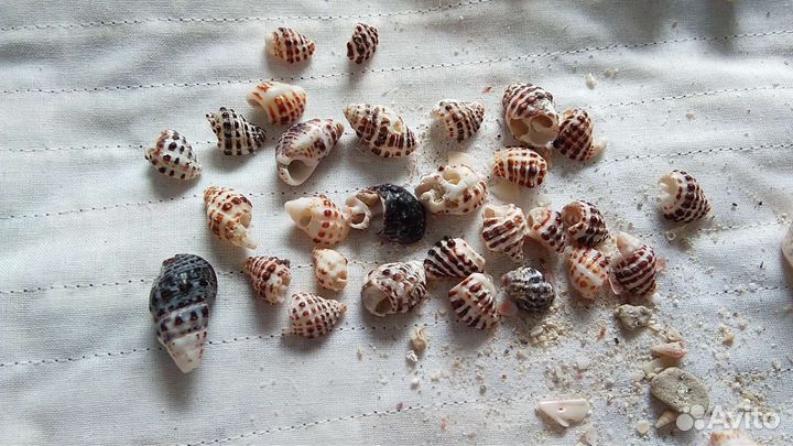 Морские ракушки и кораллы