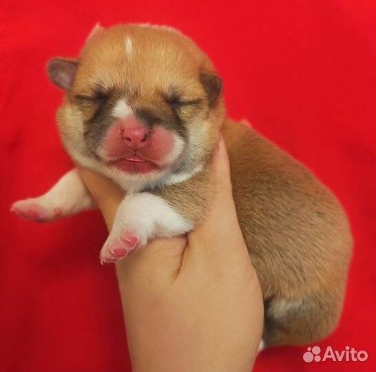 Вельш корги пемброк с хвостиком и без под резерв