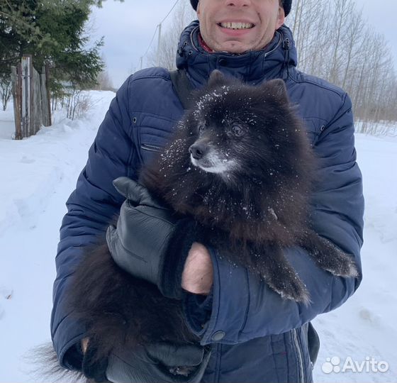 Передержка собак