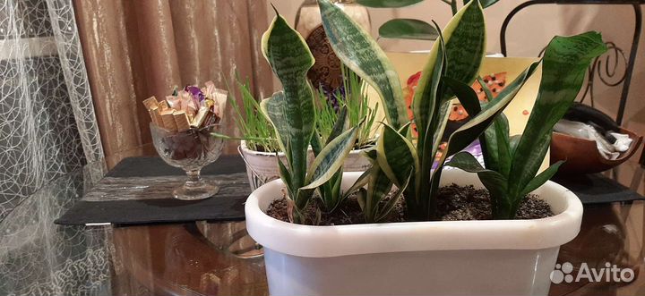 Сансевиерия