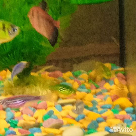 Аквариум с рыбками