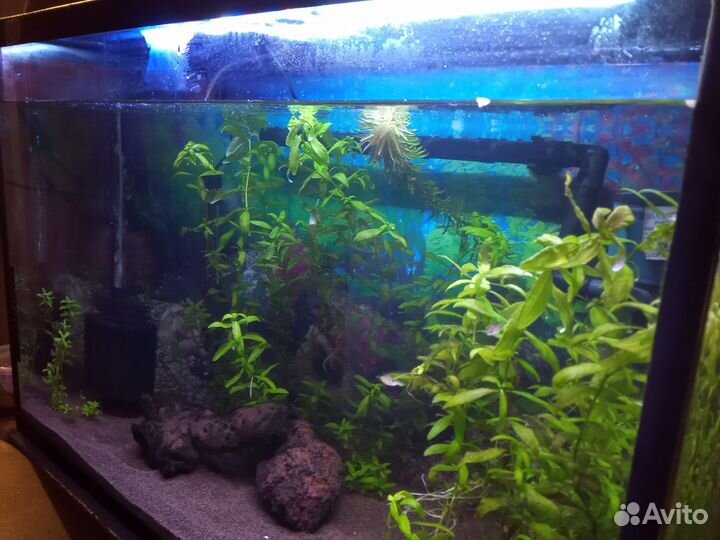 Аквариум