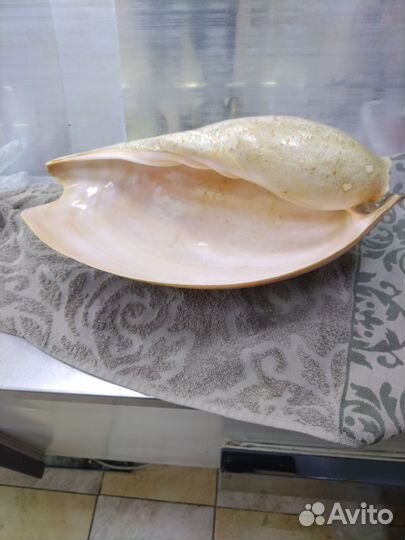 Ракушки морские