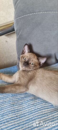 Бурма европейская