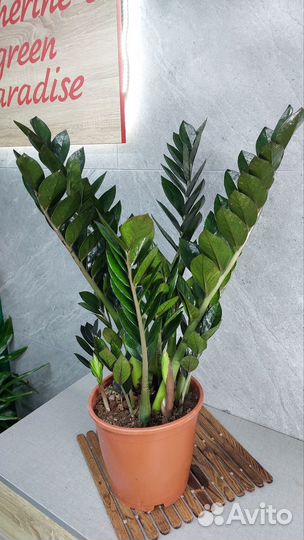 Замиокулькас super нова