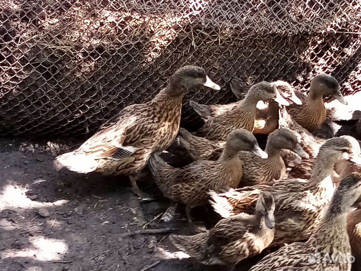 Утки подсадные