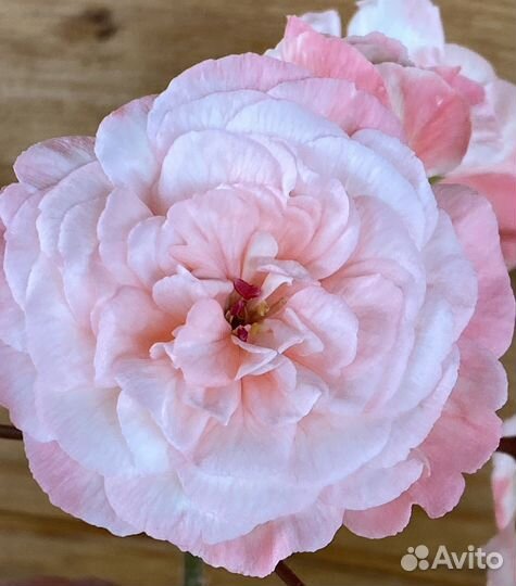 Пеларгония герань