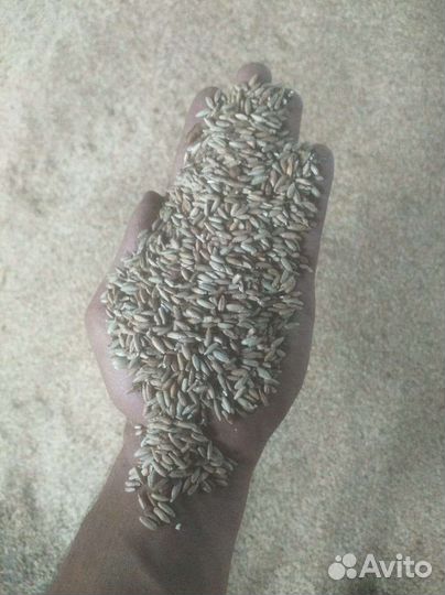 Продам рожь