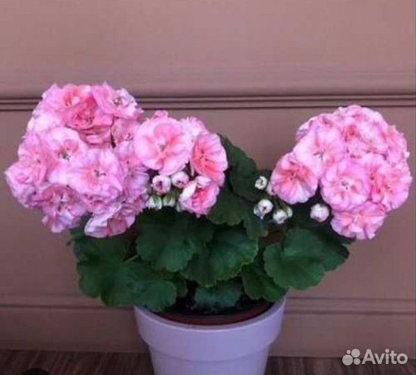 Продам комнатные цветы