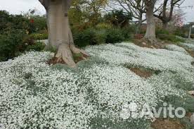 Ясколка-многолетний почвопокровник-цветы для сада
