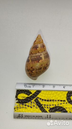 Морская раковина Phasianella australis 45мм