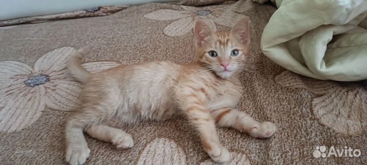 Котята в добрые руки даром