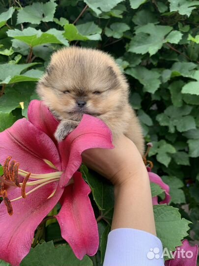 Помераночка