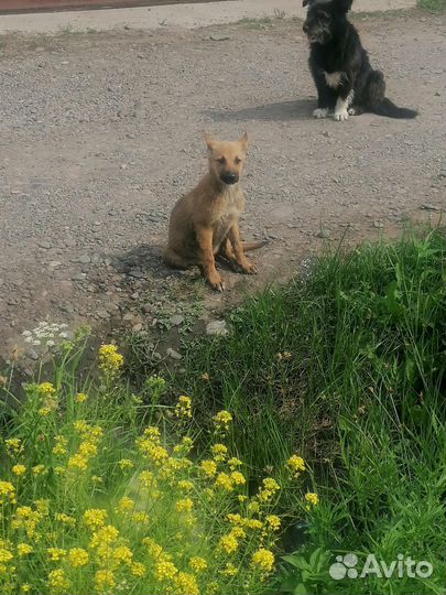 Собака в добрые руки